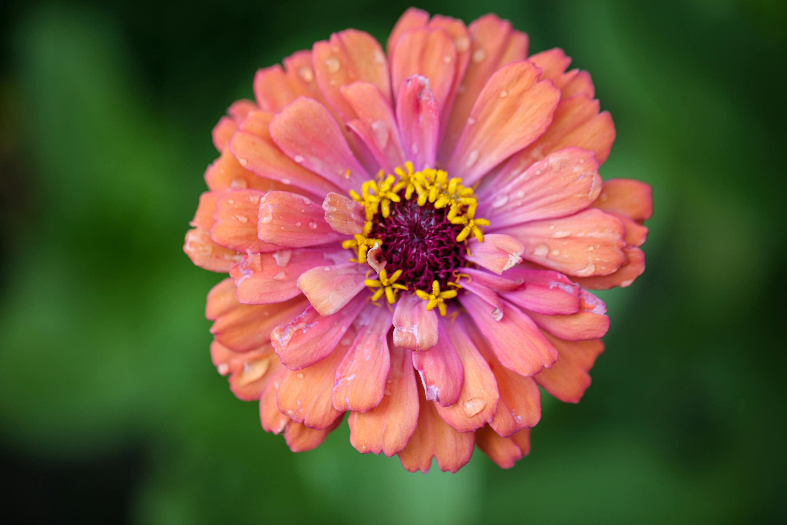 A detailed macro shot of a blooming peach zinnia flower with water droplets.