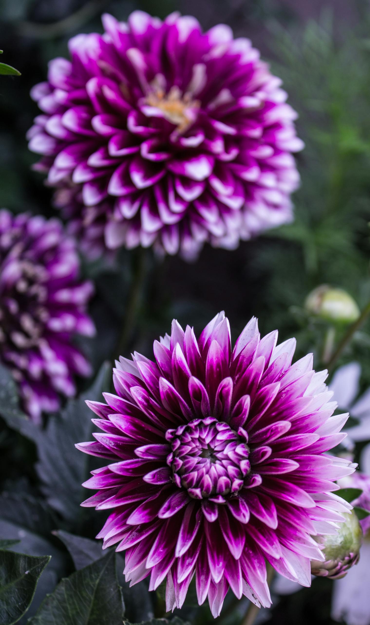 Close-up view of vibrant purple dahlia flowers in full bloom against lush green foliage.