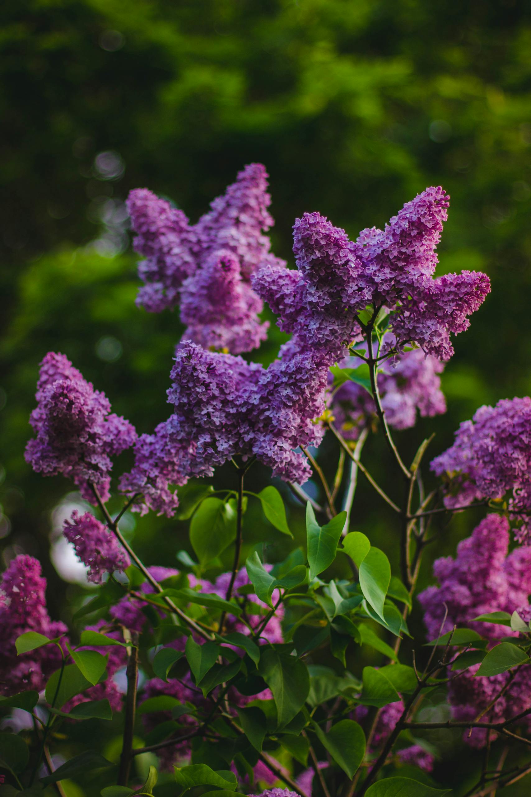 A stunning close-up of lilac blossoms showcasing vibrant purple hues and lush green leaves.